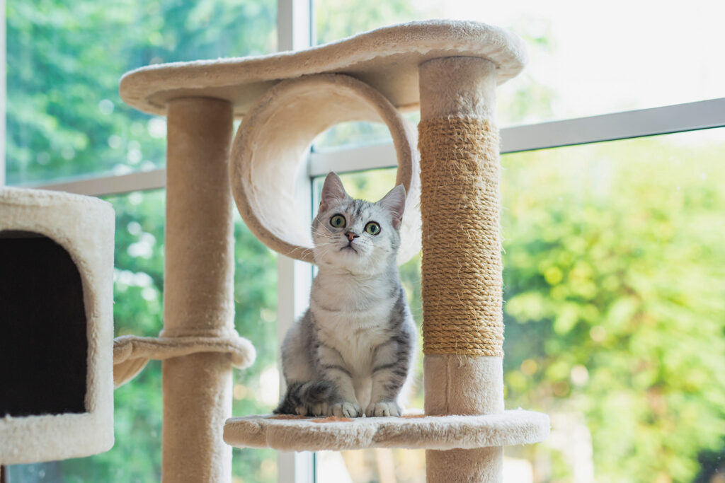 Best Cat Tree for Large Cats: What to Look For & Why Size Matters
