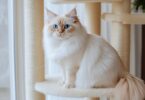 Best Cat Tree for Large Cats