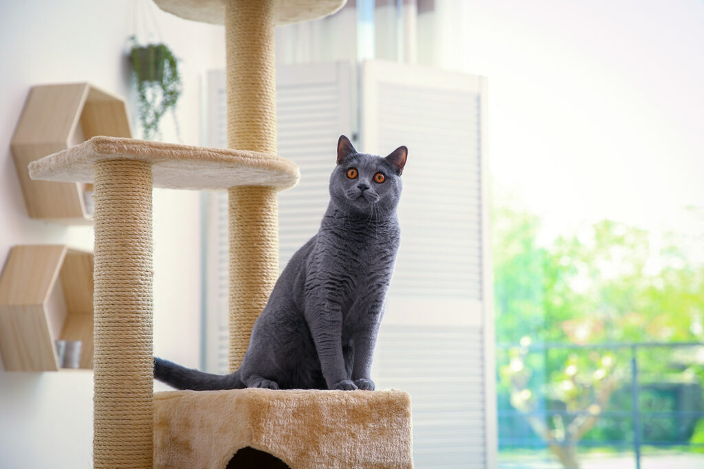 Best Cat Tree for Large Cats: What to Look For & Why Size Matters