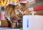 Cat Fountain Guide: Do Cats Really Drink More with Running Water?