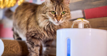 Cat Fountain Guide: Do Cats Really Drink More with Running Water?