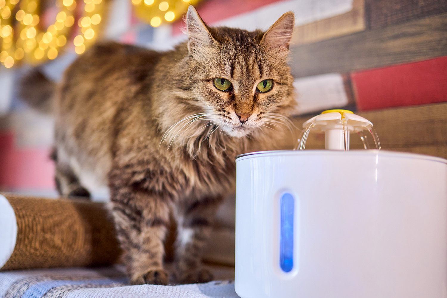Cat Fountain Guide: Do Cats Really Drink More with Running Water?