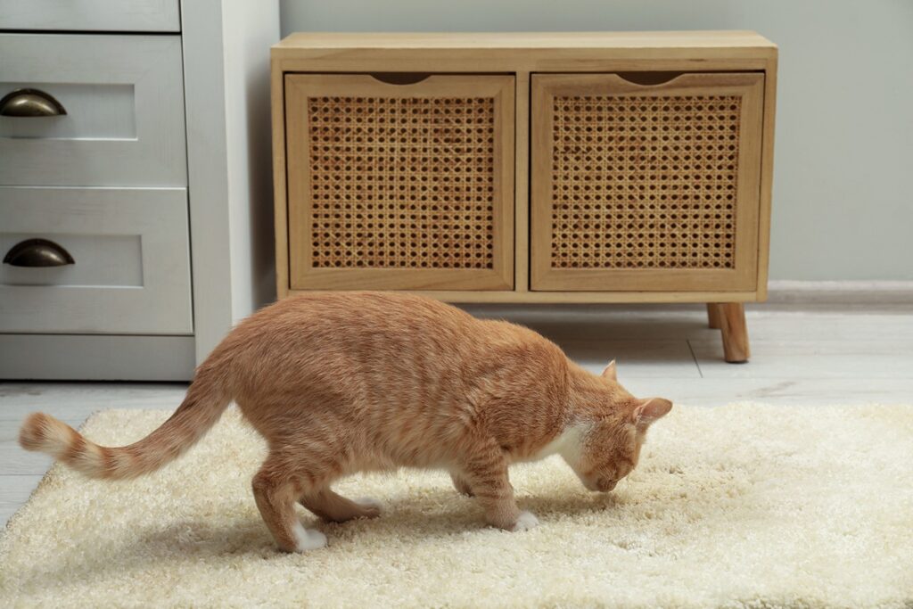 Enzyme Cleaner for Cat Urine: Why Nothing Else Actually Works