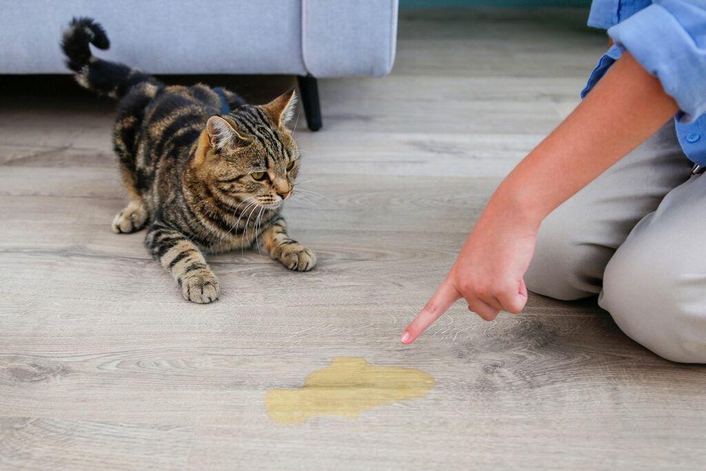 Enzyme Cleaner for Cat Urine: Why Nothing Else Actually Works