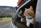 How to Travel with a Cat in a Car Long Distance—Without the Meltdowns