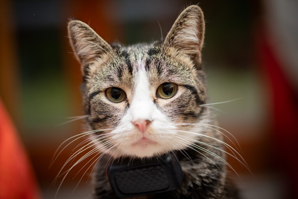 The Truth About GPS Cat Collars: Freedom for Your Cat, Peace for You