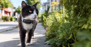 The Truth About GPS Cat Collars: Freedom for Your Cat, Peace for You