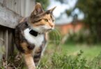 What to Look for in a Cat Collar Tracker: Features That Matter
