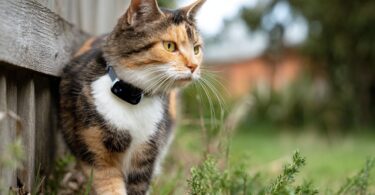 What to Look for in a Cat Collar Tracker: Features That Matter