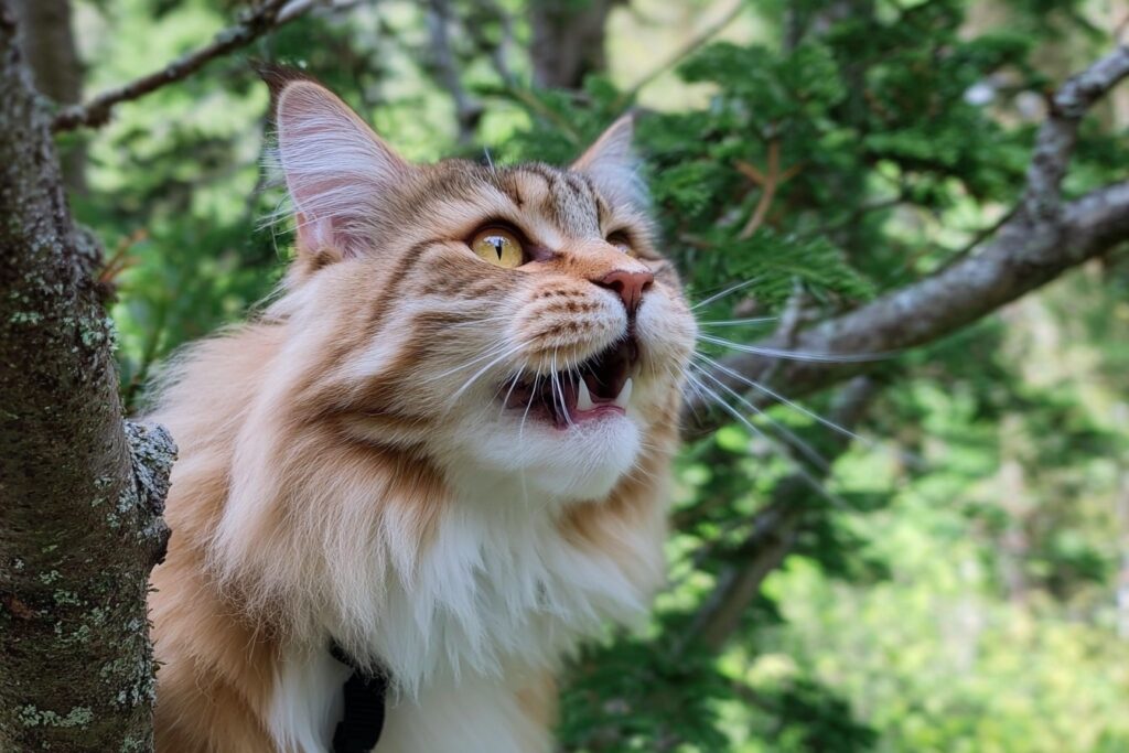 Why Do Cats Chirp? The Surprising Science Behind This Adorable Sound