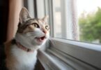 Why Do Cats Chirp? The Surprising Science Behind This Adorable Sound