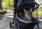 Does Your Cat Need a Cat Stroller? Pros, Cons, and Who They’re Really For