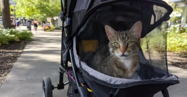 Does Your Cat Need a Cat Stroller? Pros, Cons, and Who They’re Really For