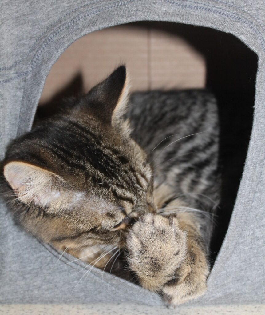 Cat sleeping in box