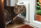 best cat door options
