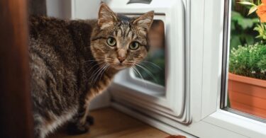 best cat door options