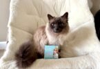 Tractive CAT Mini Review: A Tiny GPS Tracker Packed With Big Cat-Safety Features