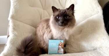 Tractive CAT Mini Review: A Tiny GPS Tracker Packed With Big Cat-Safety Features