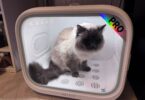 PetKit AirSalon Max Pro review