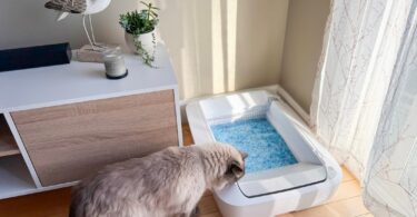 Looking for the best open-top automatic litter boxes? We compare top self-cleaning models for large cats, multi-cat homes, easy cleanup, and more.