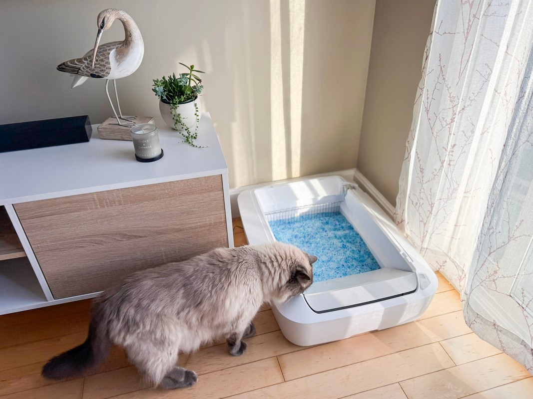 Looking for the best open-top automatic litter boxes? We compare top self-cleaning models for large cats, multi-cat homes, easy cleanup, and more.