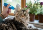 Cat Grooming Guide
