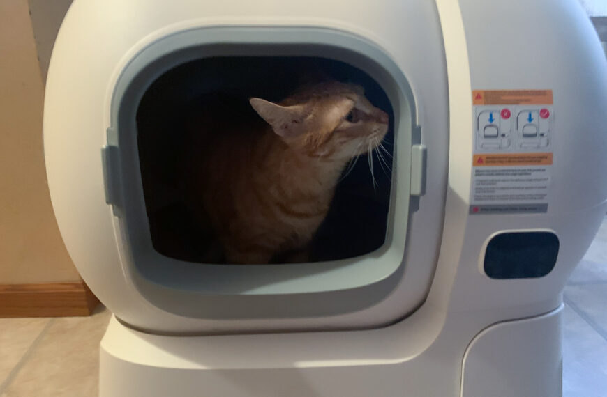 How Safe Are Automatic Litter Boxes? 7 Safety Features to Look For