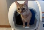 HomerunPet Self-cleaning litter box Review-07