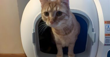 HomerunPet Self-cleaning litter box Review-07