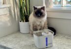 Viva Pet Fountain Stainless Steel Review (Tested by Milo)