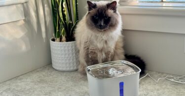 Viva Pet Fountain Stainless Steel Review (Tested by Milo)
