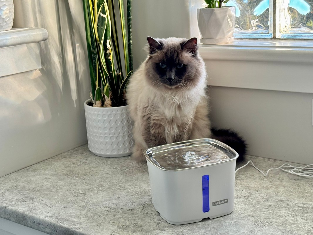 Viva Pet Fountain Stainless Steel Review (Tested by Milo)