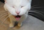 why do cats meow at night