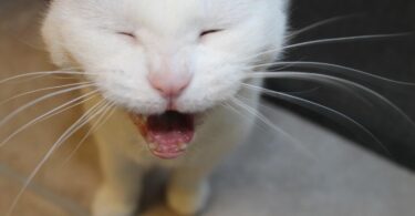why do cats meow at night