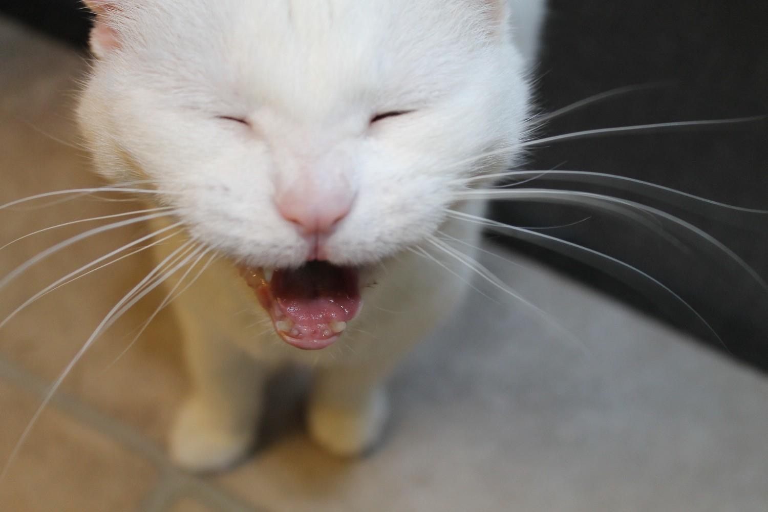 why do cats meow at night