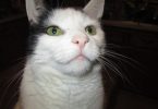 Best Cat Food for Weight Loss