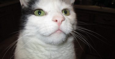 Best Cat Food for Weight Loss