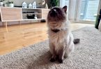 PetPace Smart Cat Collar Review