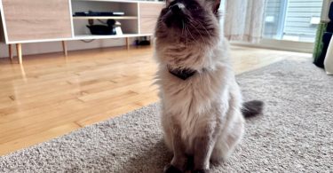 PetPace Smart Cat Collar Review