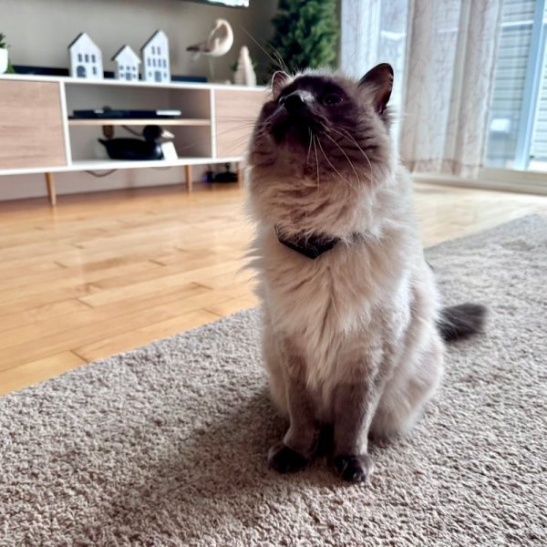 PetPace Smart Cat Collar Review: Vet-Level Health Monitoring at Home
