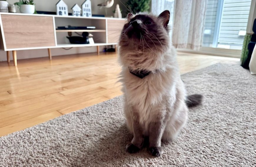 PetPace Smart Cat Collar Review: Vet-Level Health Monitoring at Home