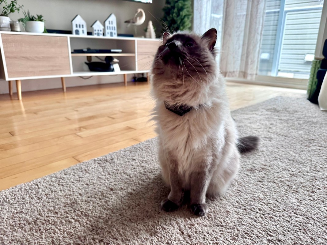 PetPace Smart Cat Collar Review