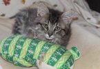 Best Cat Food for Weight Gain (Healthy Ways to Help Underweight Cats)
