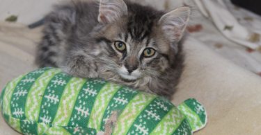 Best Cat Food for Weight Gain (Healthy Ways to Help Underweight Cats)