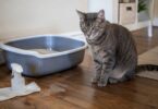 Why Is My Cat Peeing Outside the Litter Box?