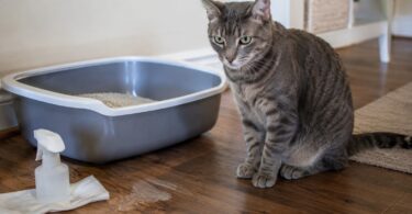 Why Is My Cat Peeing Outside the Litter Box?