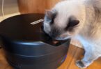 Best Refrigerated Cat Feeders to Keep Wet Food Fresh