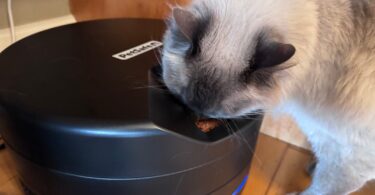 Best Refrigerated Cat Feeders to Keep Wet Food Fresh