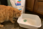PrettyLitter Color Decoder
