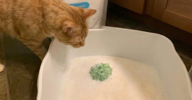 PrettyLitter Color Guide Green